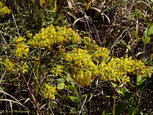 {Solidago rigidiuscula}